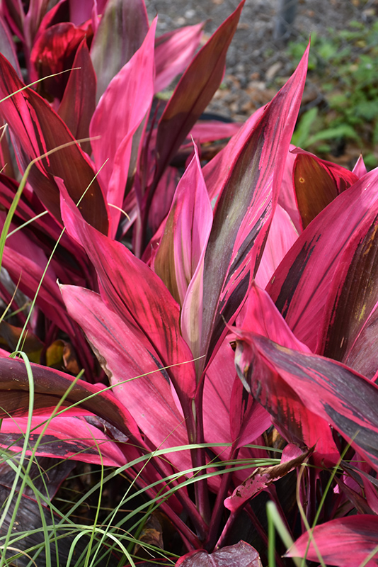 Red Sister Hawaiian Ti Plant (Cordyline fruticosa 'Red Sister') at Roger's Gardens