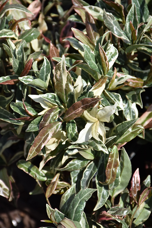 Minima Tricolor Asian Jasmine (Trachelospermum asiaticum 'Minima Tricolor') at Roger's Gardens