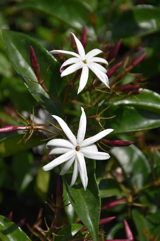 Star Jasmine (Jasminum multiflorum) at Roger's Gardens