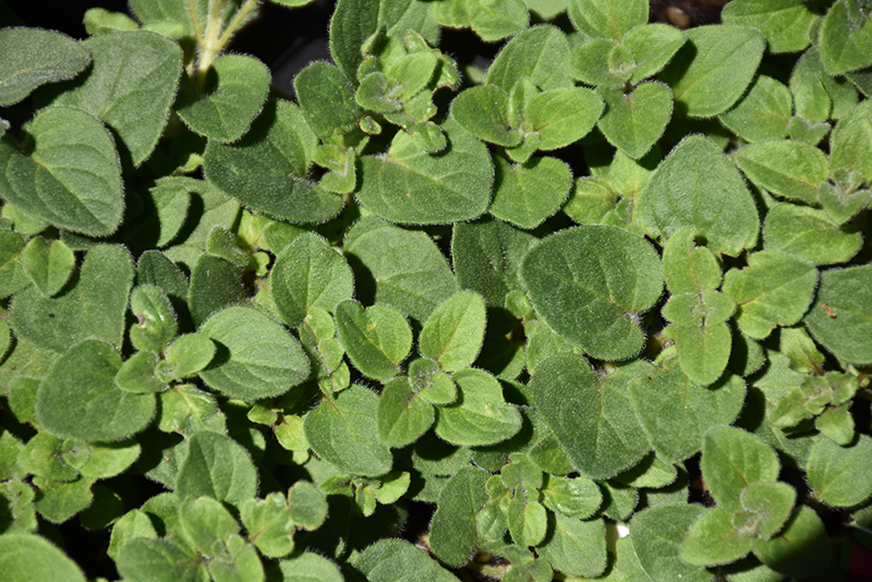 Hot And Spicy Oregano (Origanum 'Hot And Spicy') at Roger's Gardens