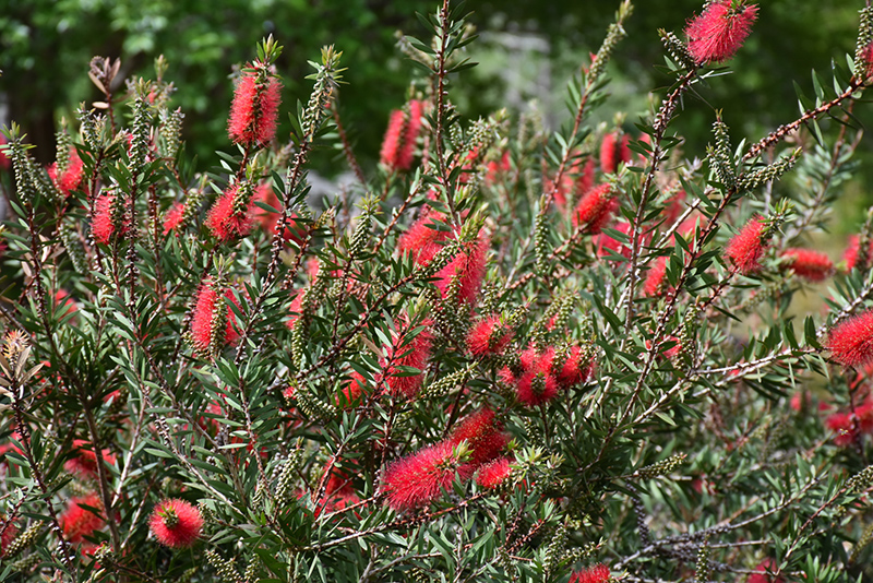 Crimson Bottlebrush (Callistemon citrinus) at Roger's Gardens