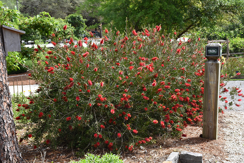 Crimson Bottlebrush (Callistemon citrinus) at Roger's Gardens