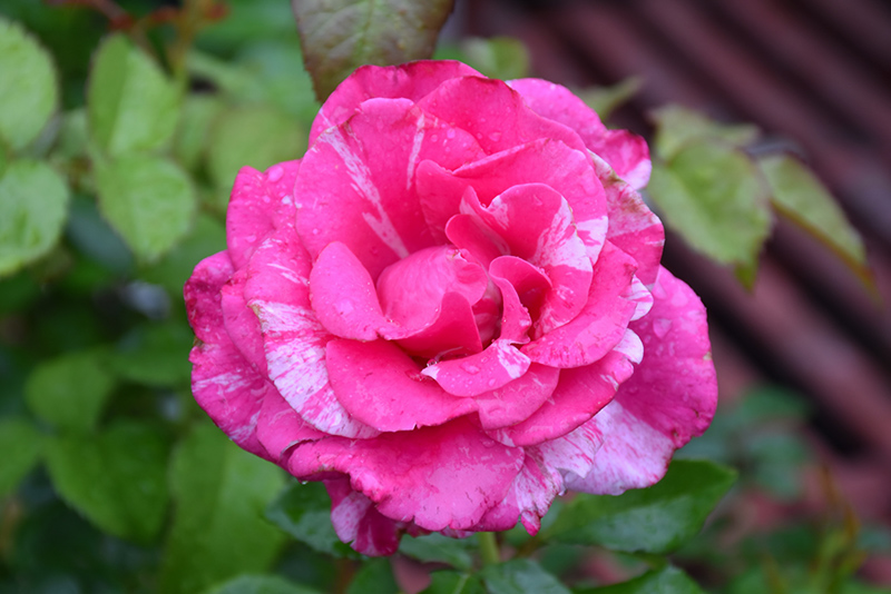 Parade Day Rose (Rosa 'WEKmeroro') at Roger's Gardens