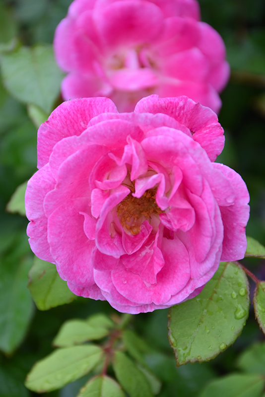 Easy To Please Rose (Rosa 'WEKfawibyblu') at Roger's Gardens