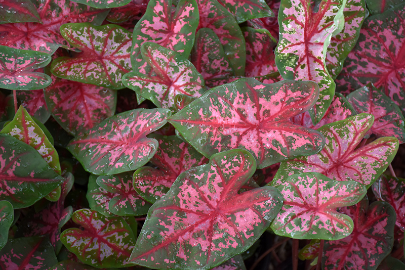 Carolyn Whorton Caladium (Caladium 'Carolyn Whorton') at Roger's Gardens