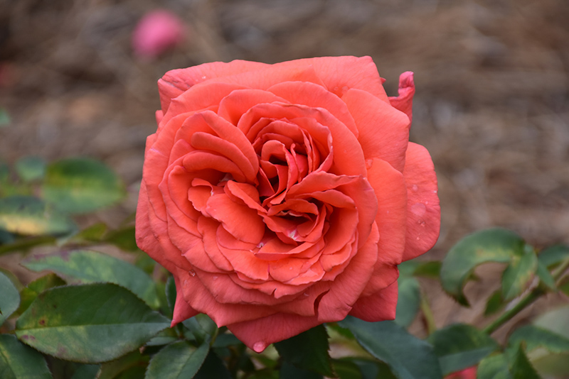 Fragrant Cloud Rose (Rosa 'Fragrant Cloud') at Roger's Gardens