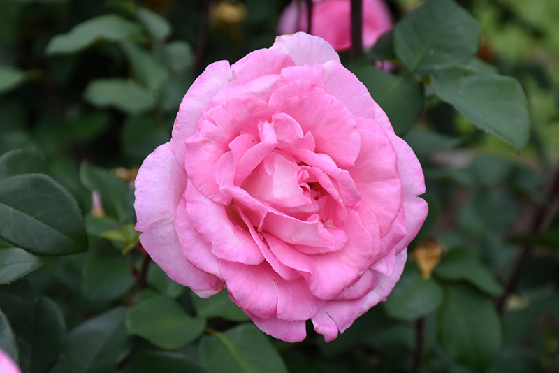 Beverly Eleganza Rose (Rosa 'KORpauvio') at Roger's Gardens