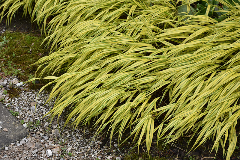 Golden Variegated Hakone Grass (Hakonechloa macra 'Aureola') at Roger's Gardens