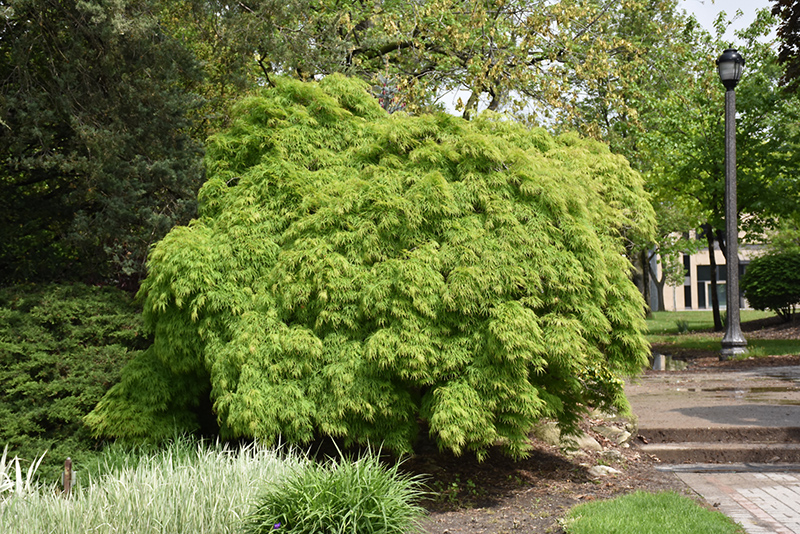 Cutleaf Japanese Maple (Acer palmatum 'Dissectum Viridis') at Roger's Gardens