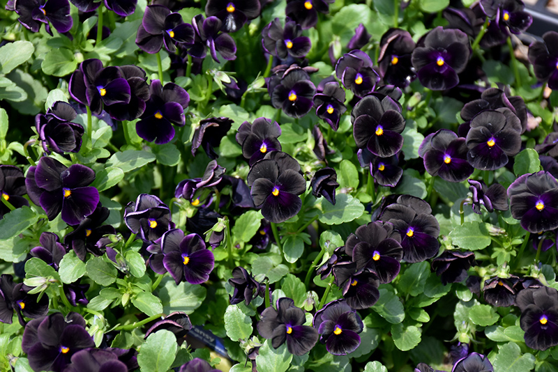 Sorbet Black Delight Pansy (Viola 'Sorbet Black Delight') at Roger's Gardens