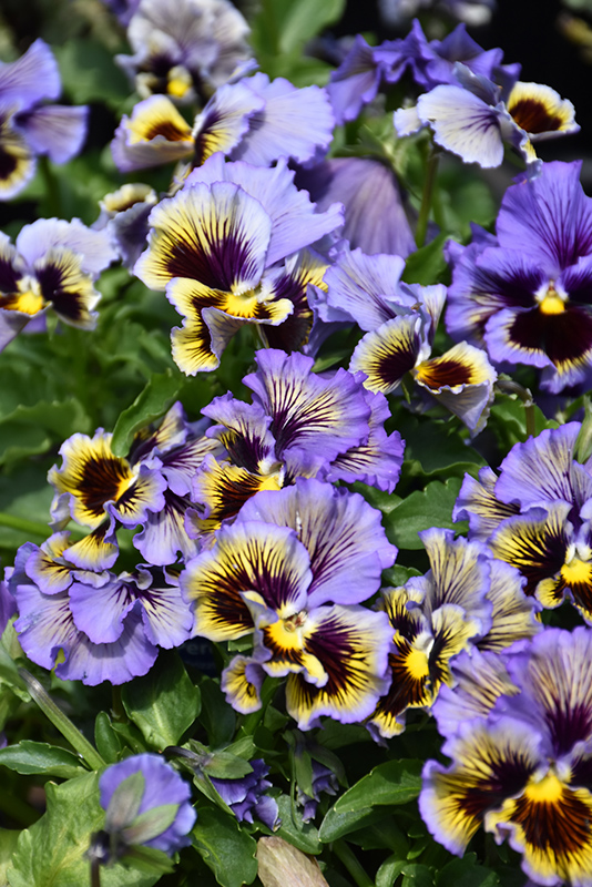 Frizzle Sizzle Yellow Blue Swirl Pansy (Viola x wittrockiana 'Frizzle Sizzle Yellow Blue Swirl') at Roger's Gardens