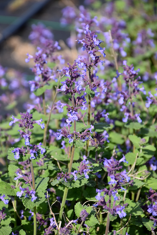 Aroma Violet Catmint (Nepeta x faassenii 'Aroma Violet') at Roger's Gardens