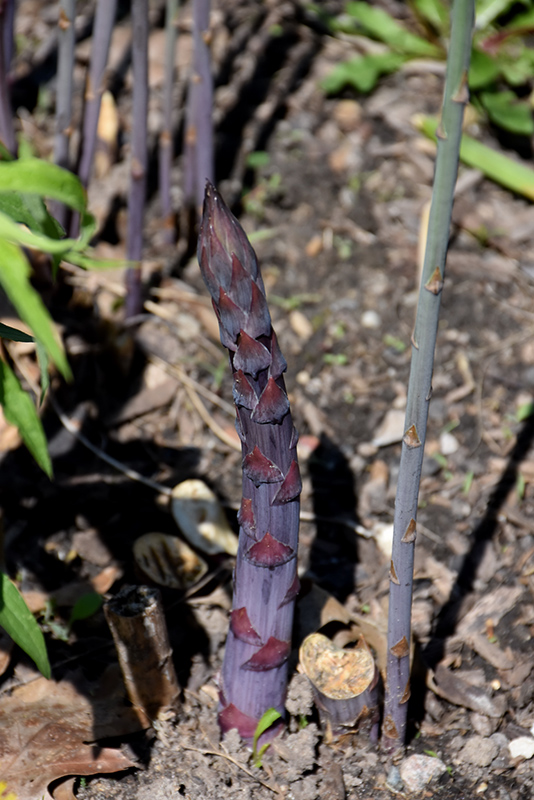 Sweet Purple Asparagus (Asparagus 'Sweet Purple') at Roger's Gardens