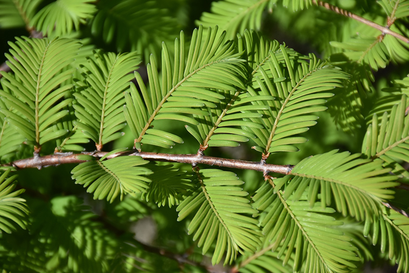 Jade Prince Dawn Redwood (Metasequoia glyptostroboides 'JFS-PN3Legacy') at Roger's Gardens