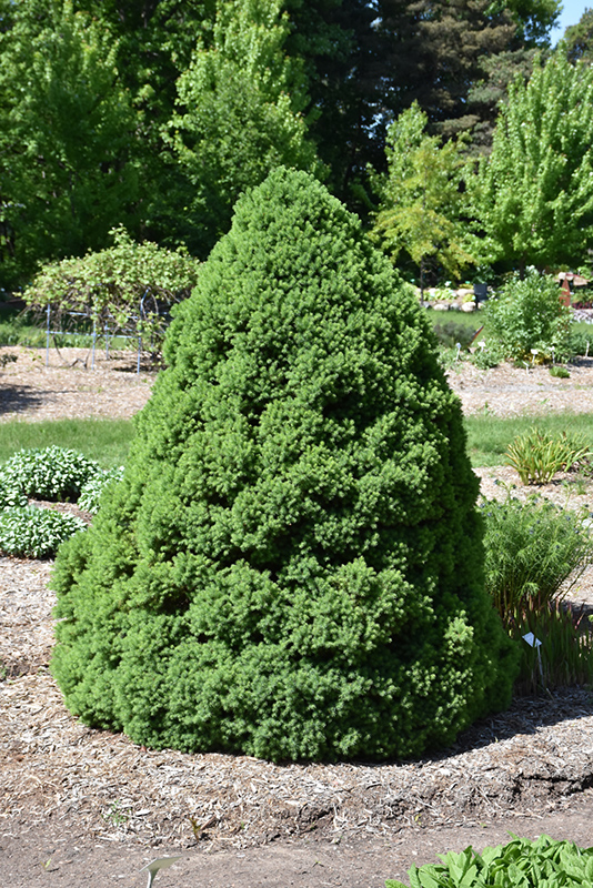 Dwarf Alberta Spruce (Picea glauca 'Conica') at Roger's Gardens
