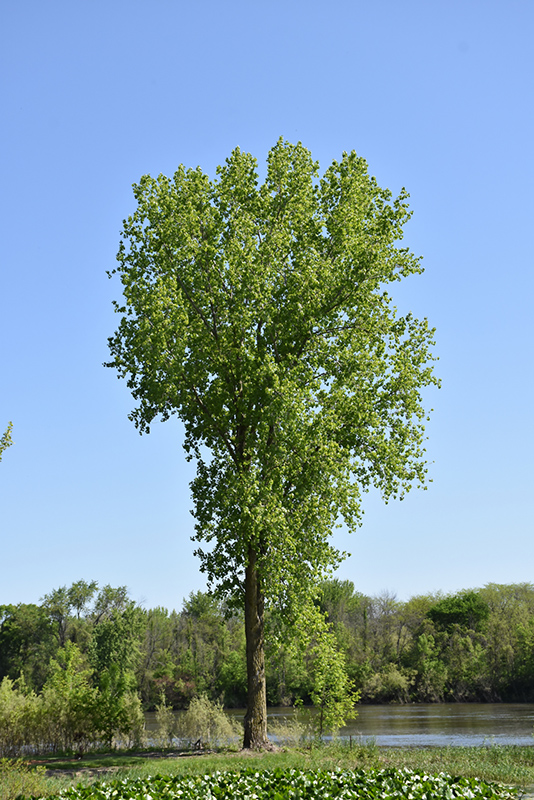 Black Poplar (Populus trichocarpa) at Roger's Gardens