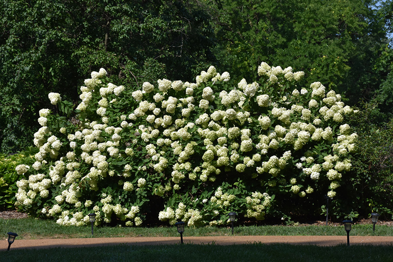 Limelight Hydrangea (Hydrangea paniculata 'Limelight') at Roger's Gardens