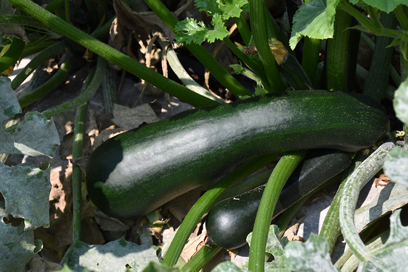 Easy Pick Green Zucchini (Cucurbita pepo var. cylindrica 'Easy Pick Green') at Roger's Gardens
