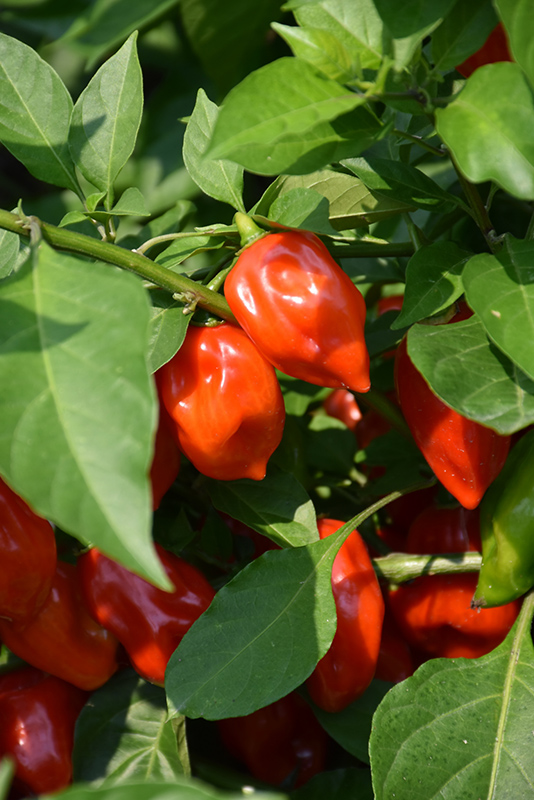Primero Red Pepper (Capsicum chinense 'Primero Red') at Roger's Gardens