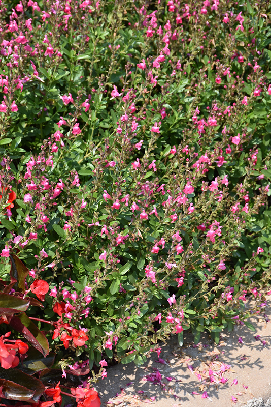 Mirage Pink Autumn Sage (Salvia greggii 'Balmirpink') at Roger's Gardens