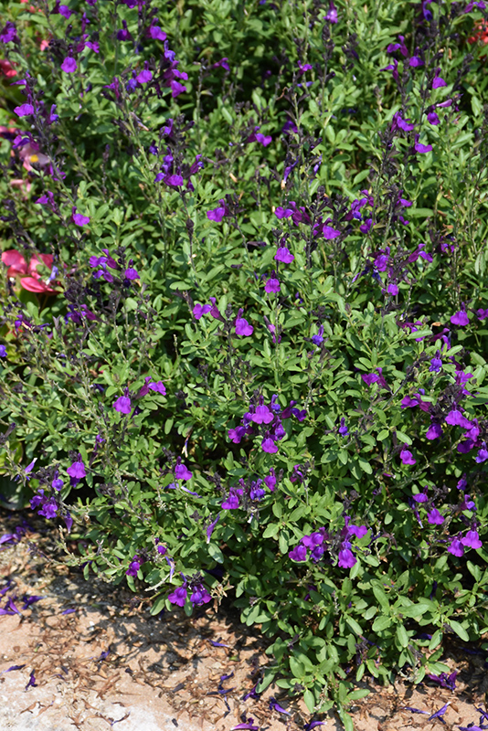 Mirage Deep Purple Autumn Sage (Salvia greggii 'Balmirdepur') at Roger's Gardens