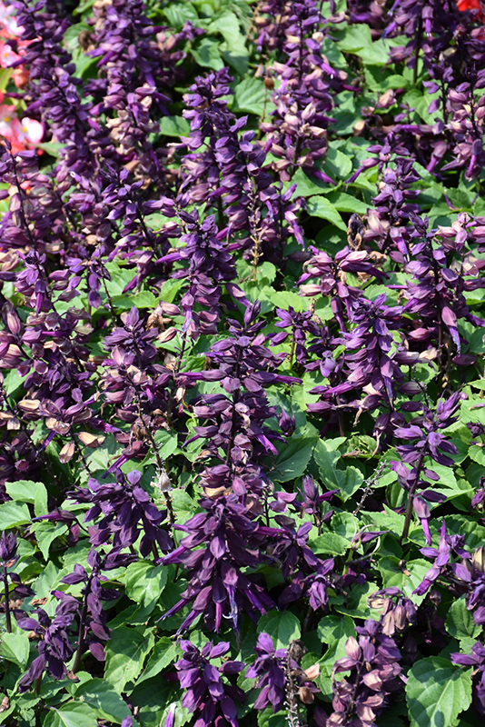 Vista Purple Sage (Salvia splendens 'PAS3292') at Roger's Gardens