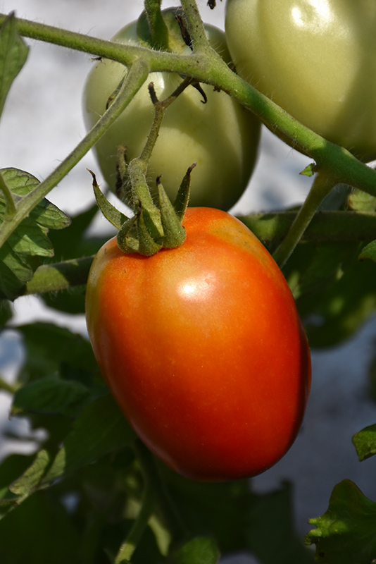 Roma Tomato (Solanum lycopersicum 'Roma') at Roger's Gardens