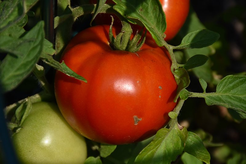 Defiant Tomato (Solanum lycopersicum 'Defiant') at Roger's Gardens