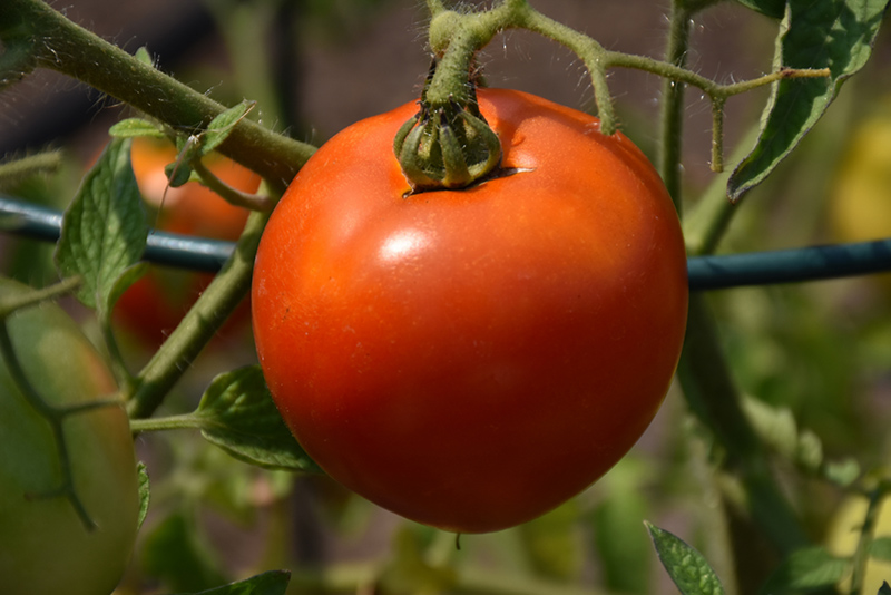 Better Boy Tomato (Solanum lycopersicum 'Better Boy') at Roger's Gardens