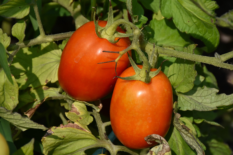Heinz Super Roma Tomato (Solanum lycopersicum 'Heinz Super Roma') at Roger's Gardens