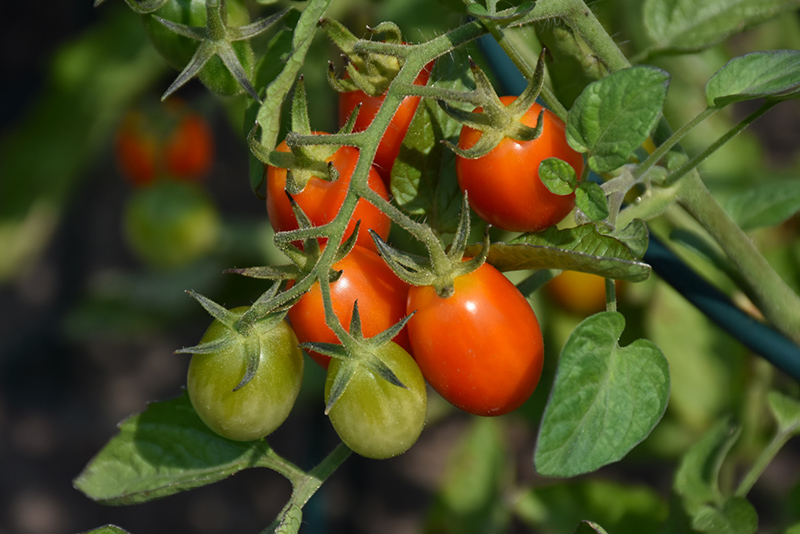 Jolly Girl Tomato (Solanum lycopersicum 'Jolly Girl') at Roger's Gardens
