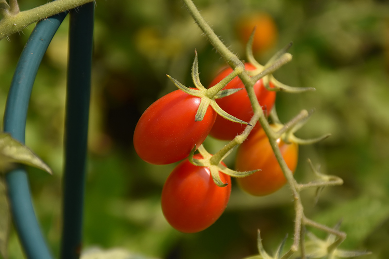Valentine Tomato (Solanum lycopersicum 'Valentine') at Roger's Gardens