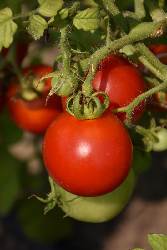 Red Racer Tomato (Solanum lycopersicum 'Red Racer') at Roger's Gardens