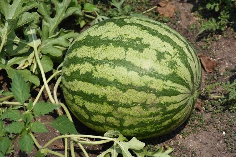 Watermelon (Citrullus lanatus) at Roger's Gardens