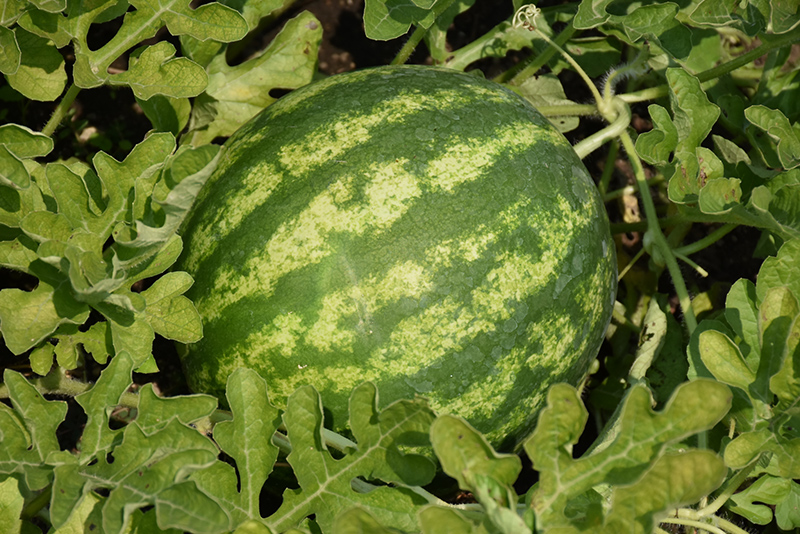 Top Gun Watermelon (Citrullus lanatus 'Top Gun') at Roger's Gardens