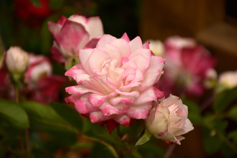 Grace N' Grit Pink Bicolor Rose (Rosa 'Meiryezza') at Roger's Gardens