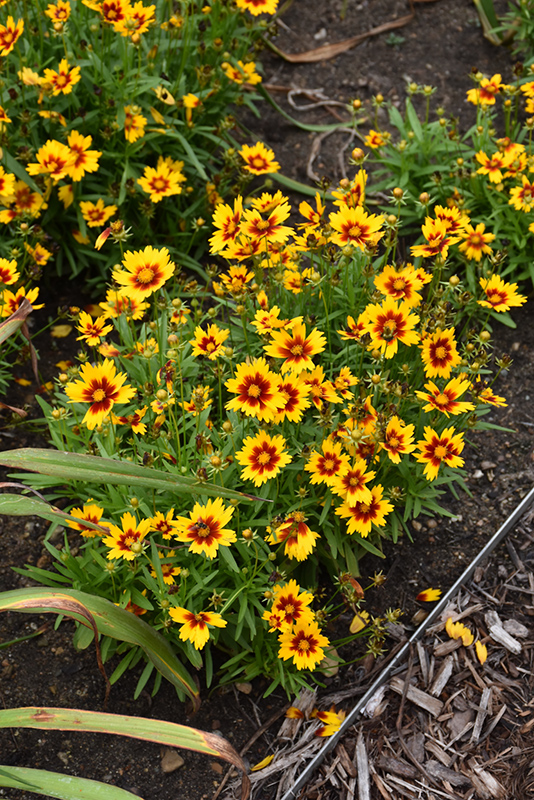 UpTick Gold and Bronze Tickseed (Coreopsis 'Baluptgonz') at Roger's Gardens