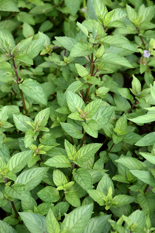 Chocolate Mint (Mentha x piperita 'Chocolate') at Roger's Gardens