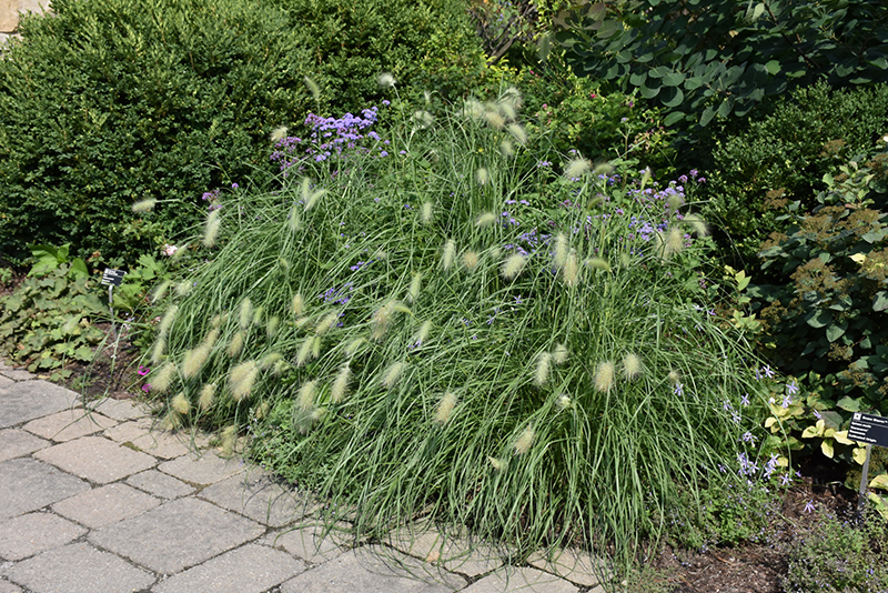 Feathertop Grass (Pennisetum villosum) at Roger's Gardens