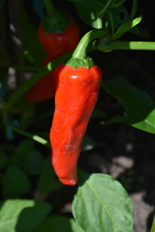 Red Ember Hot Pepper (Capsicum annuum 'Red Ember') at Roger's Gardens