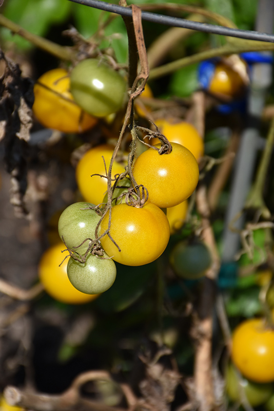 Patio Choice Yellow Tomato (Solanum lycopersicum 'Patio Choice Yellow') at Roger's Gardens