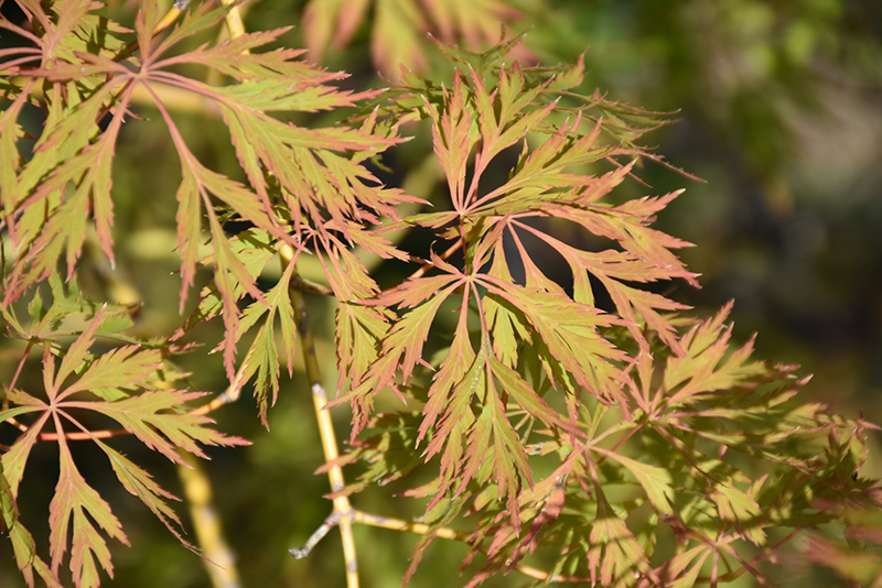 Ice Dragon Maple (Acer 'IsliD') at Roger's Gardens