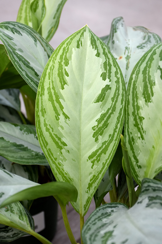 Silver Bay Chinese Evergreen (Aglaonema 'Silver Bay') at Roger's Gardens