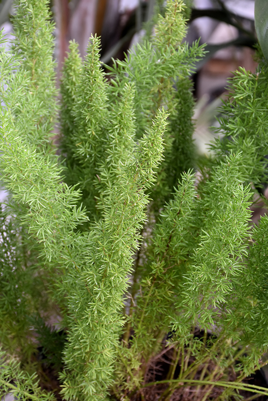 Myers Foxtail Fern (Asparagus densiflorus 'Myers') at Roger's Gardens