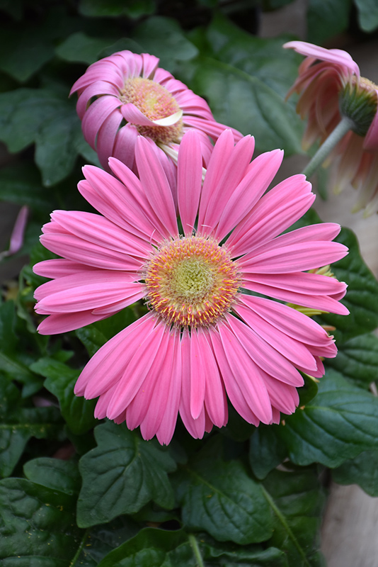 Pink Gerbera Daisy (Gerbera 'Pink') at Roger's Gardens