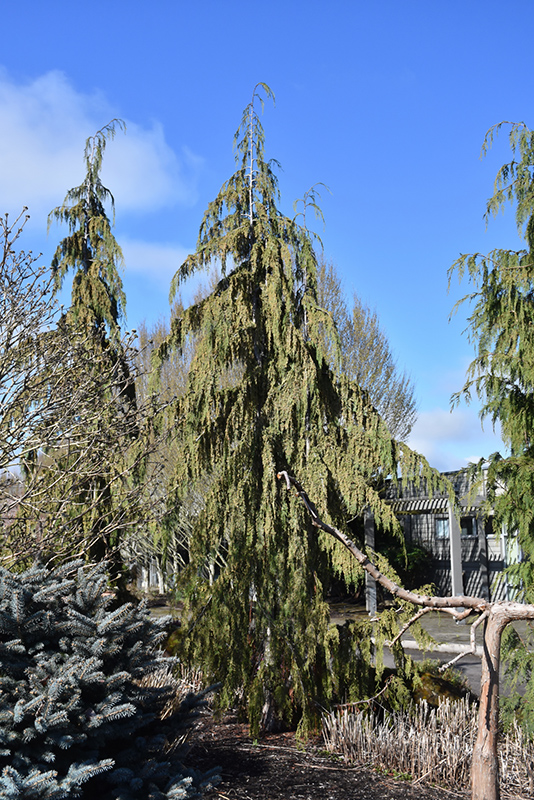 Strict Weeping Nootka Cypress (Chamaecyparis nootkatensis 'Strict Weeping') at Roger's Gardens
