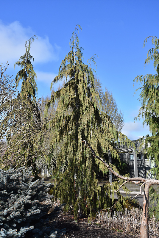 weeping nootka cypress size