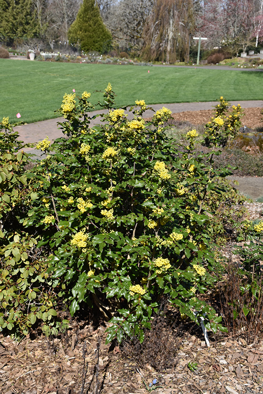 Compact Oregon Grape (Mahonia aquifolium 'Compactum') at Roger's Gardens