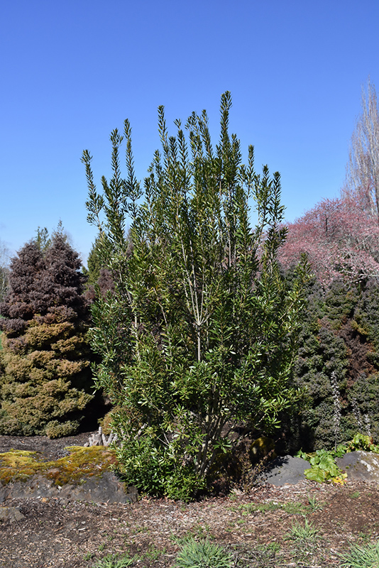 Pacific Wax Myrtle (Myrica californica) at Roger's Gardens