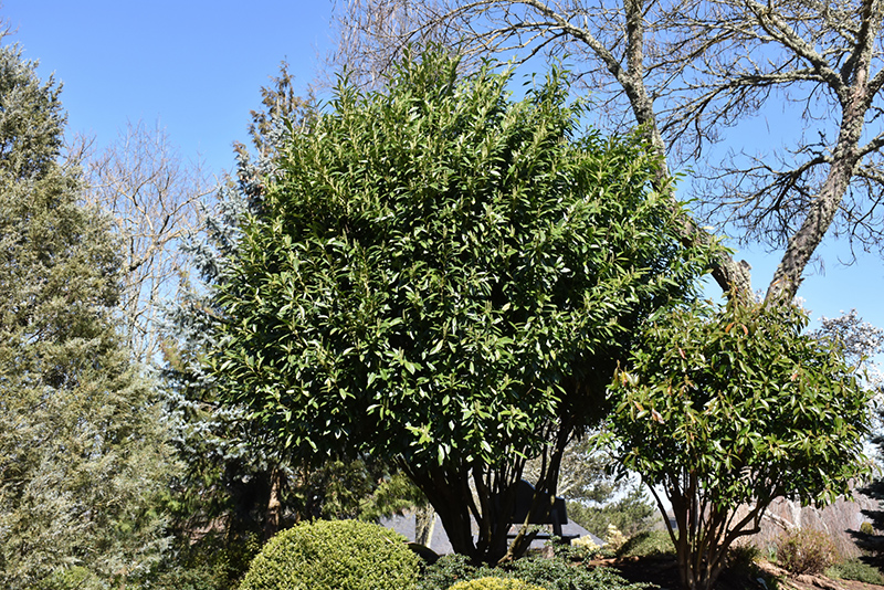 California Bay Laurel (Umbellularia californica) at Roger's Gardens